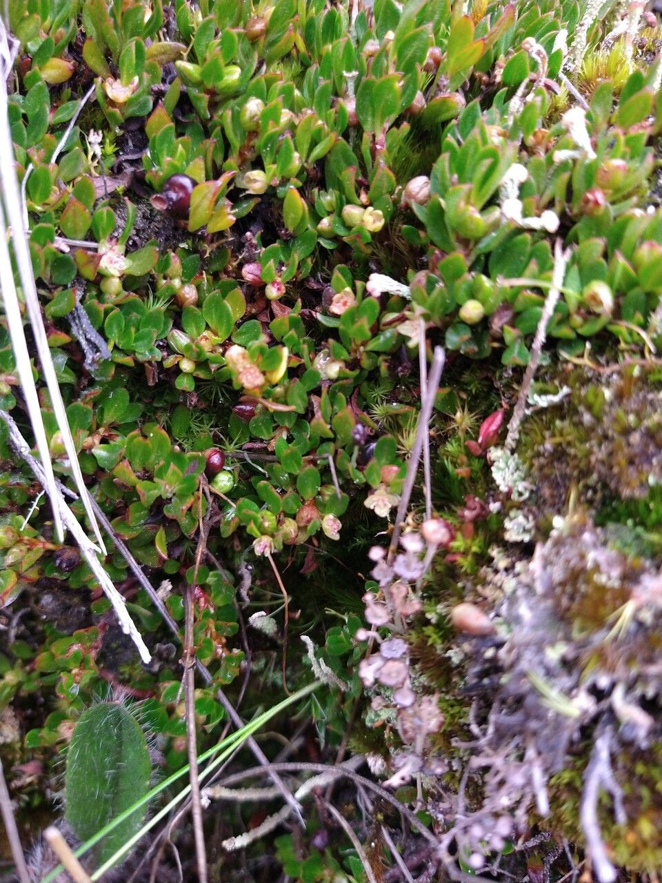 Muehlenbeckia volcanica — search result for 'Muehlenbeckia'