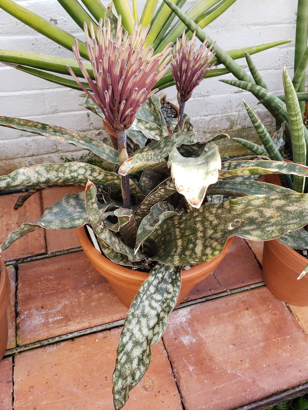 Dracaena pethera habit