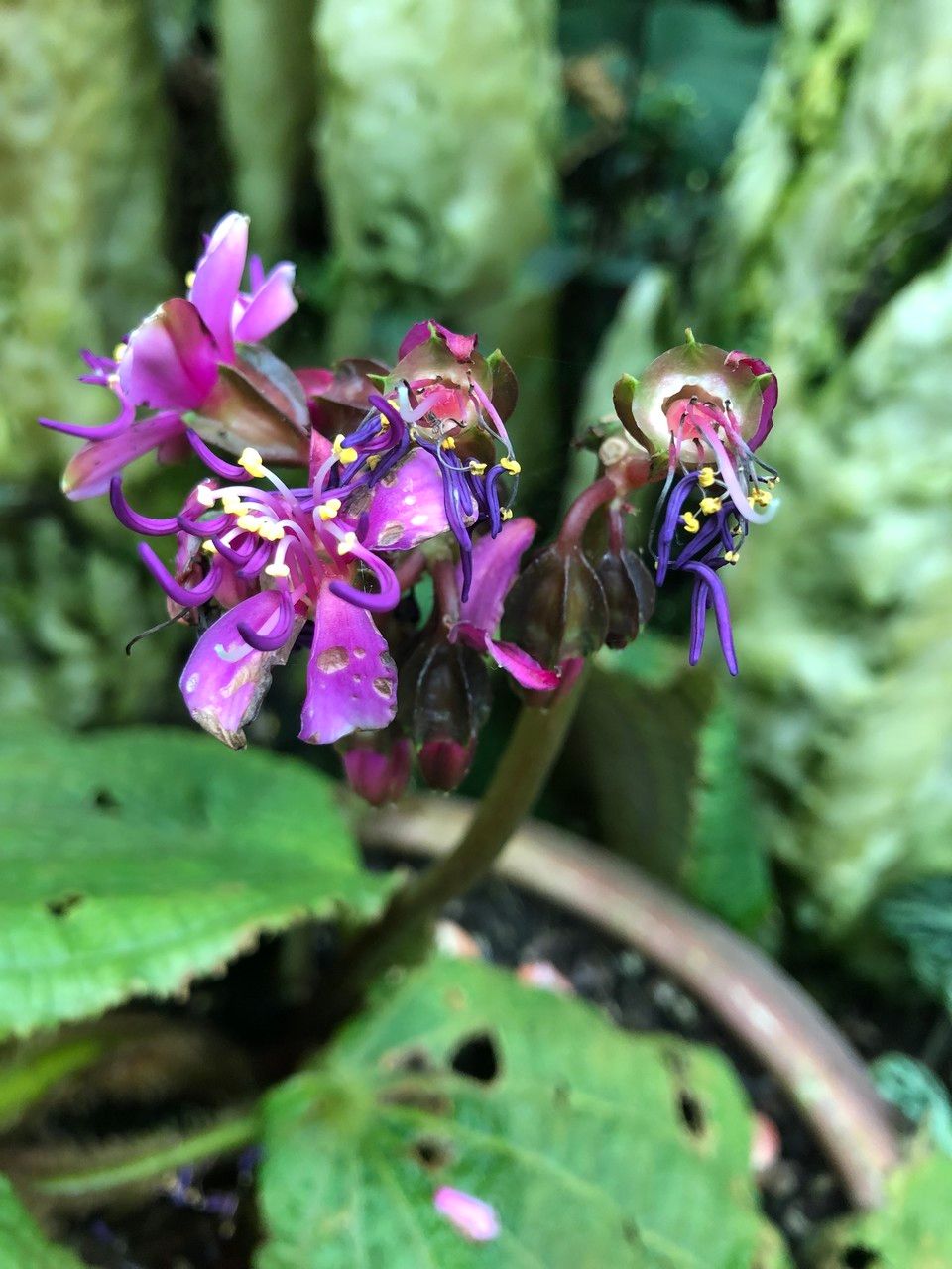 Tigridiopalma magnifica flower