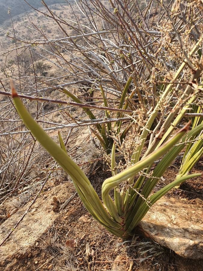 Sansevieria dawei leaf