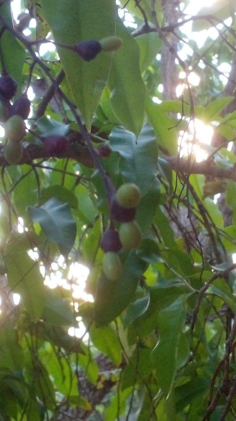 Ouratea hexasperma — houseplant care guide