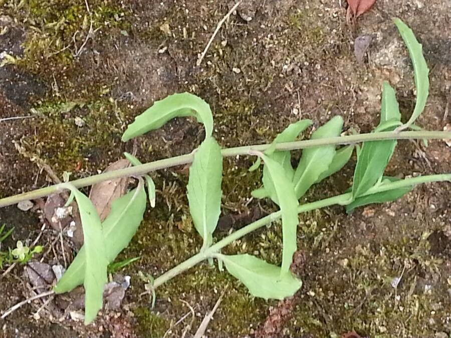 Pholistoma membranaceum — related species from the same genus