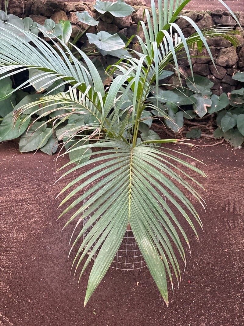 Actinorhytis calapparia — houseplant care guide