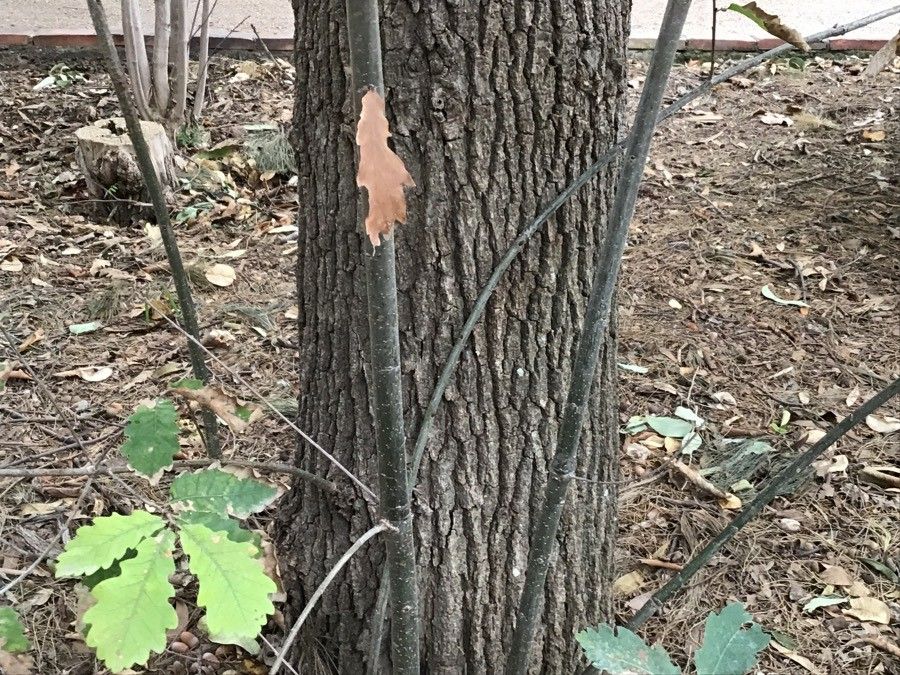 Quercus hartwissiana bark