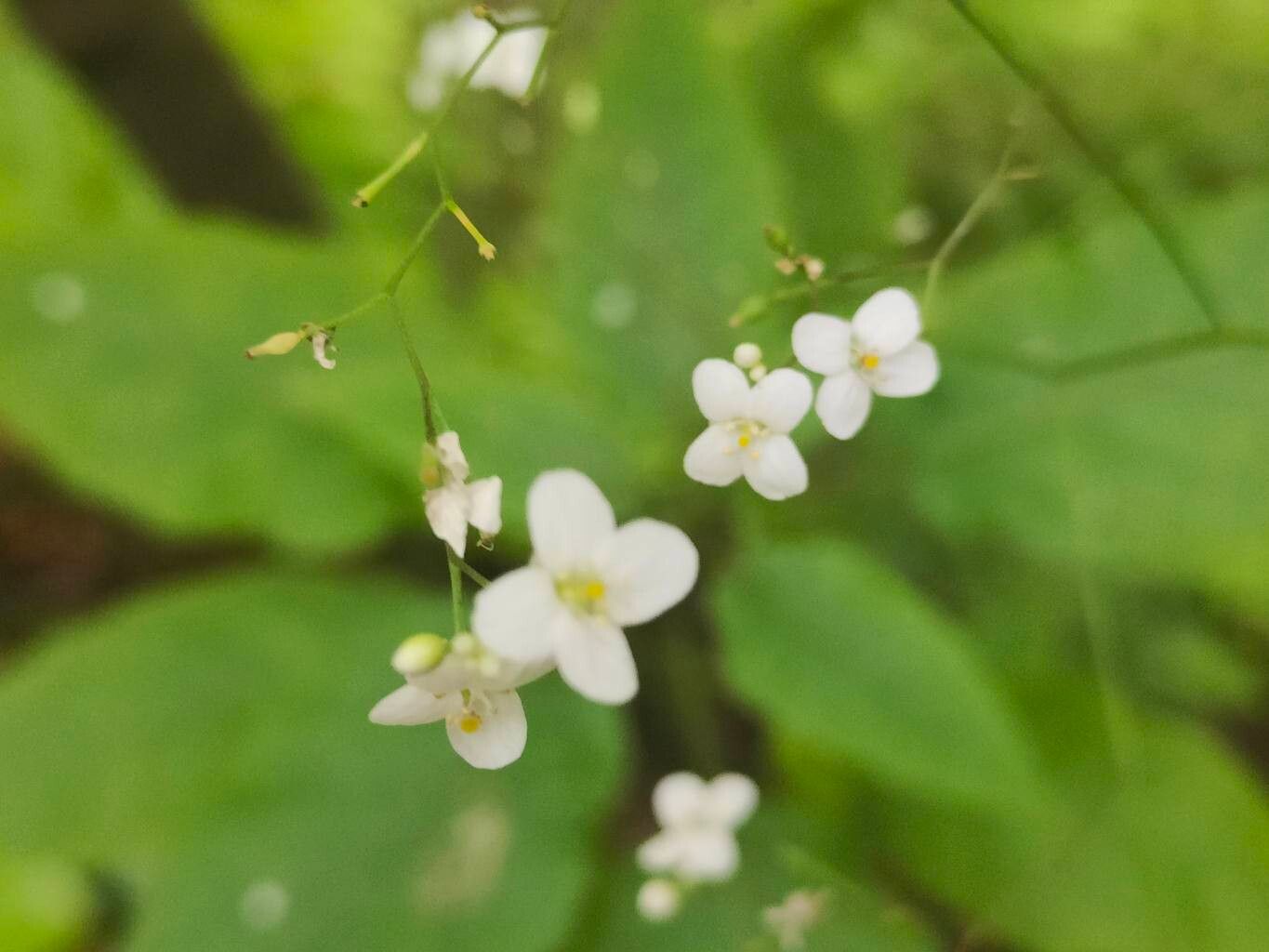Crambe strigosa flower