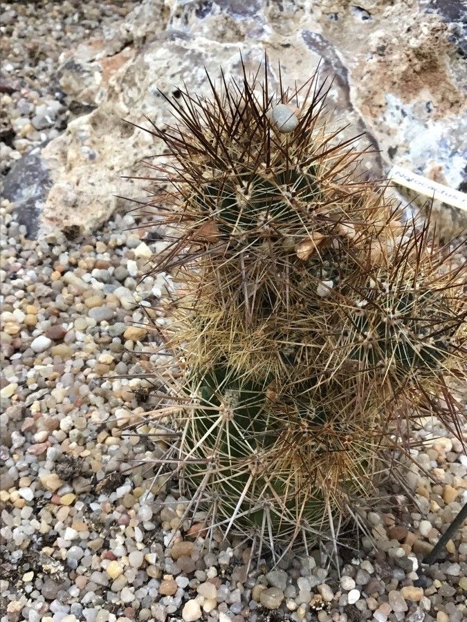 Eriosyce taltalensis — houseplant care guide