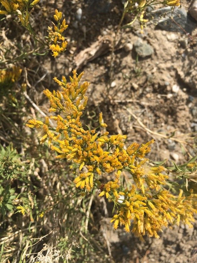 Gutierrezia microcephala flower