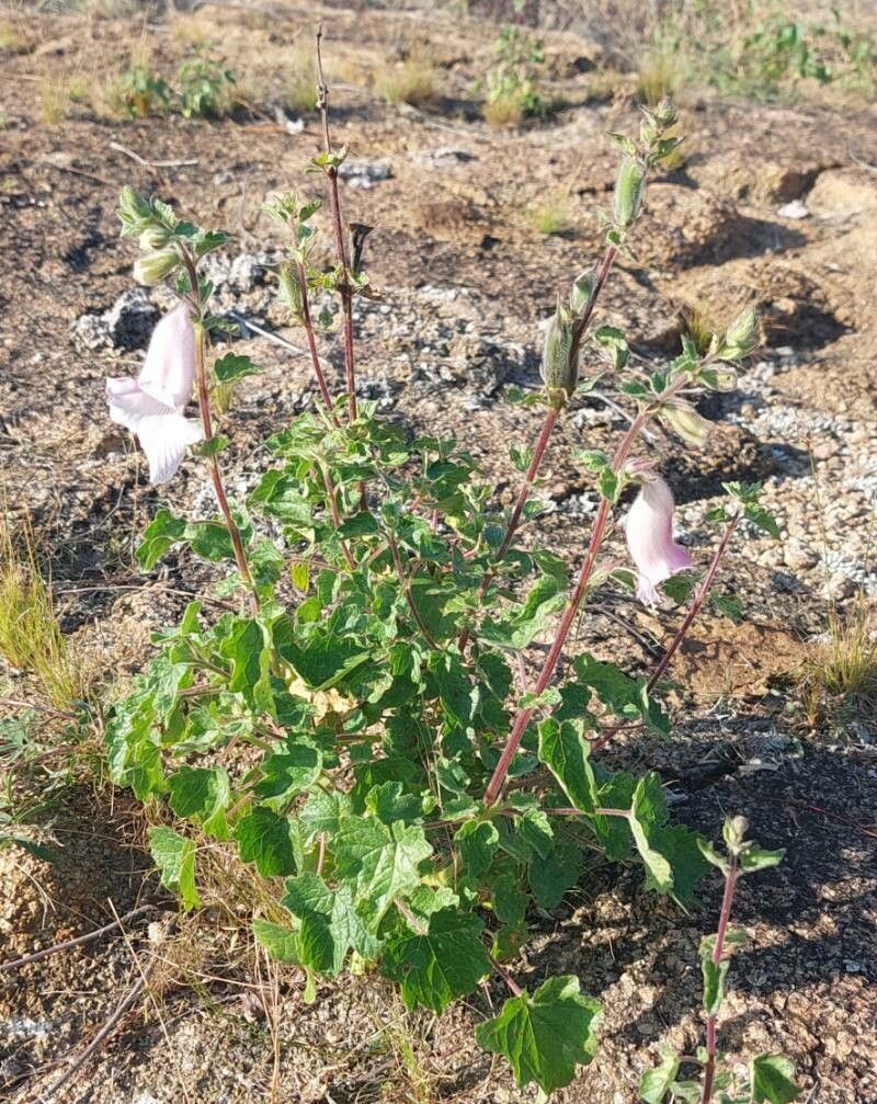 Sesamum trilobum habit