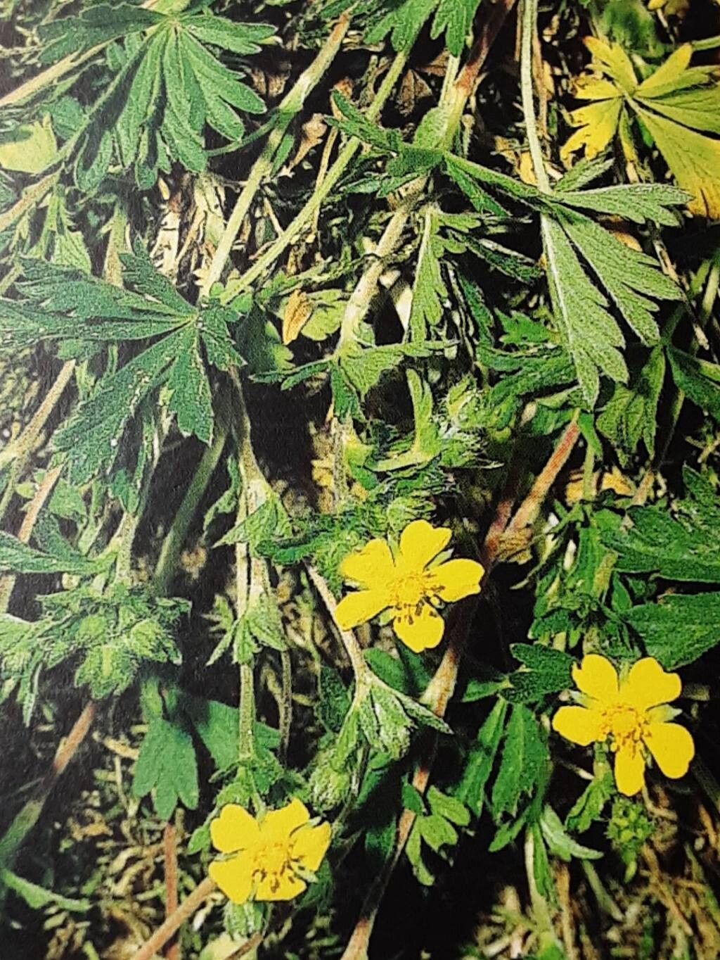 Potentilla wismariensis — houseplant care guide
