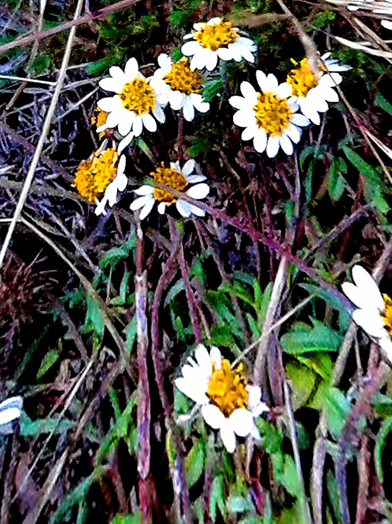 Tridax coronopifolia — related species from the same genus