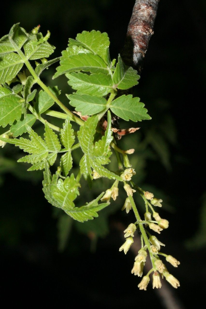 Bursera glabra — search result for 'Bursera'