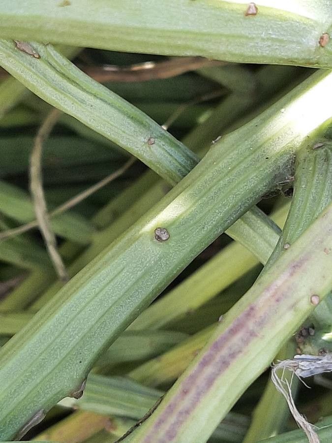 Kleinia anteuphorbium bark