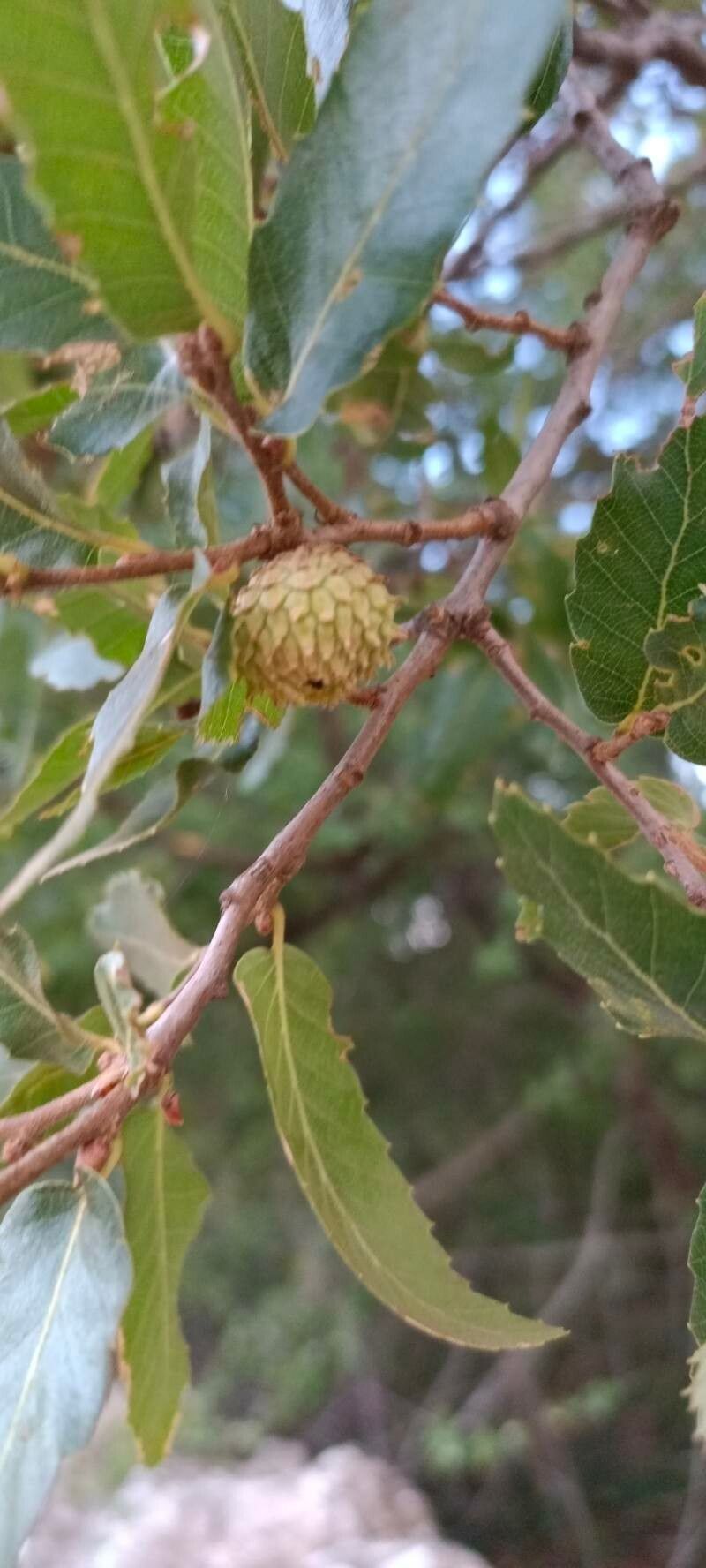 Quercus trojana flower