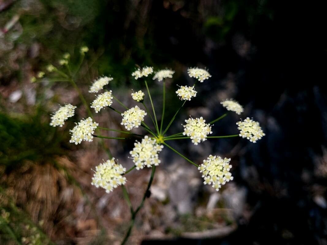 Seseli austriacum flower