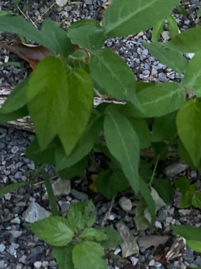 Desmodium tweedyi — search result for 'Desmodium'