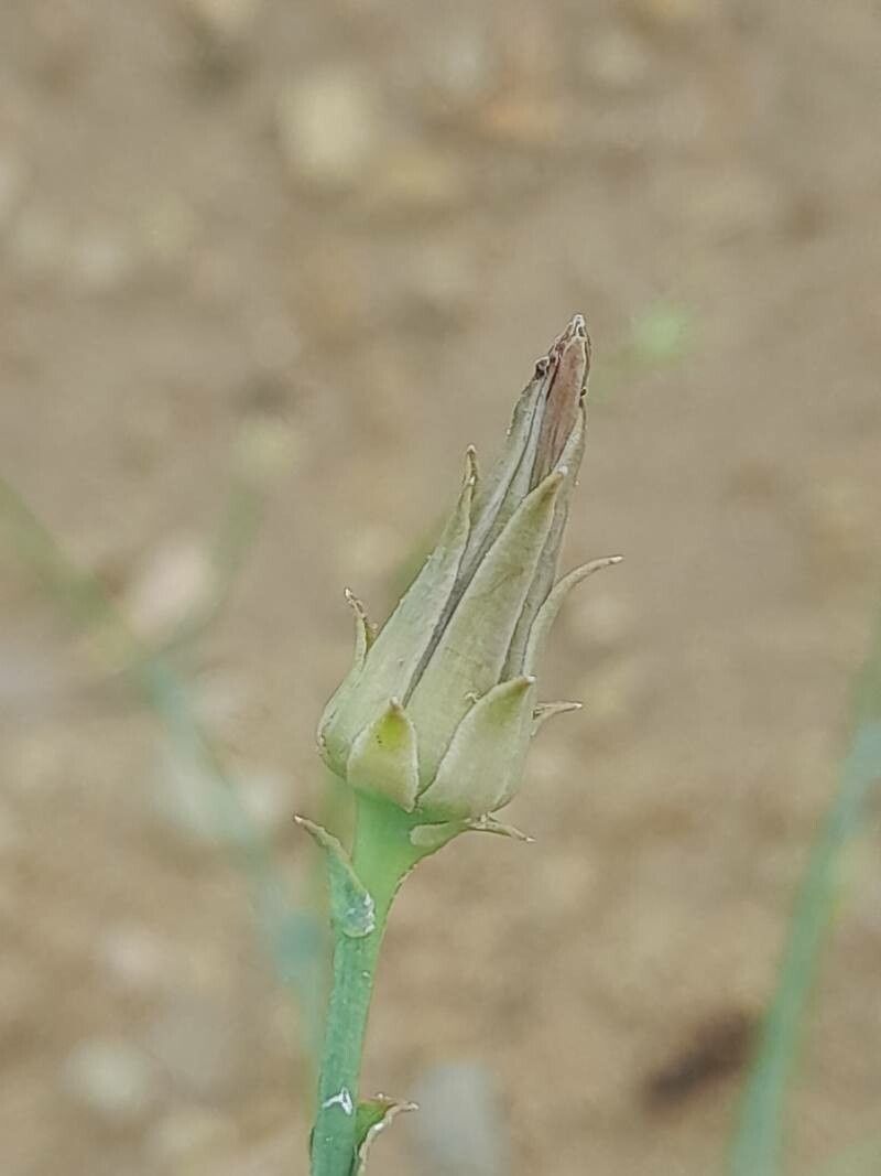 Launaea mucronata fruit