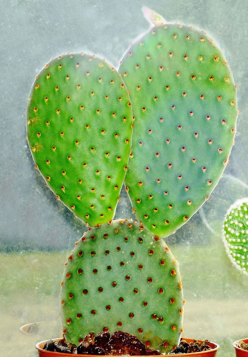 Opuntia rufida habit