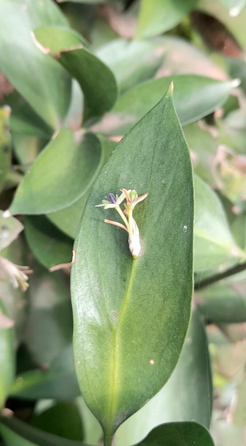 Ruscus hypoglossum flower