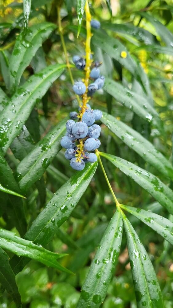 Berberis eurybracteata fruit