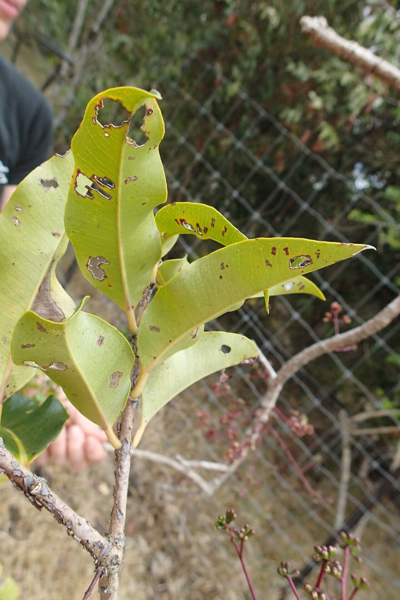 Syzygium poyanum — houseplant care guide