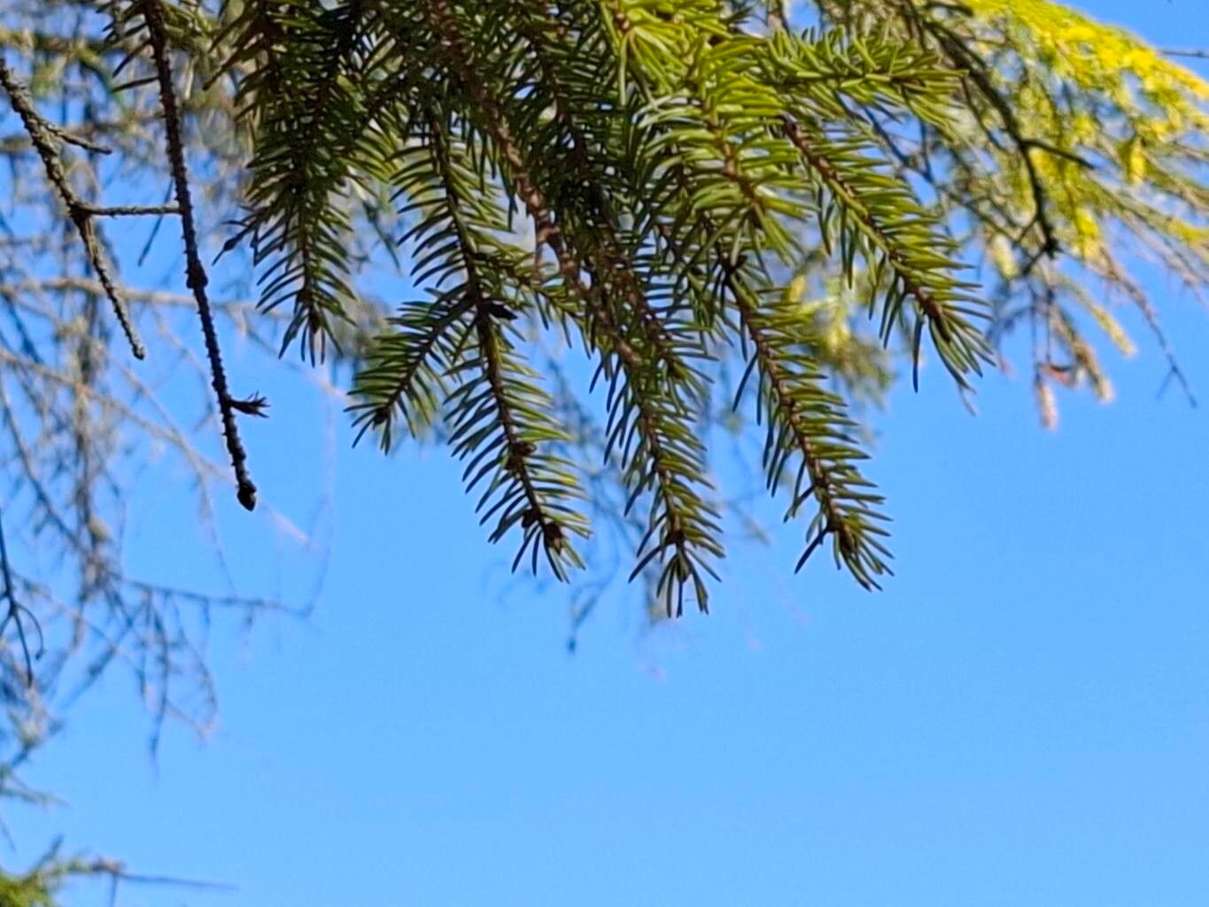 Picea maximowiczii — search result for 'Picea'