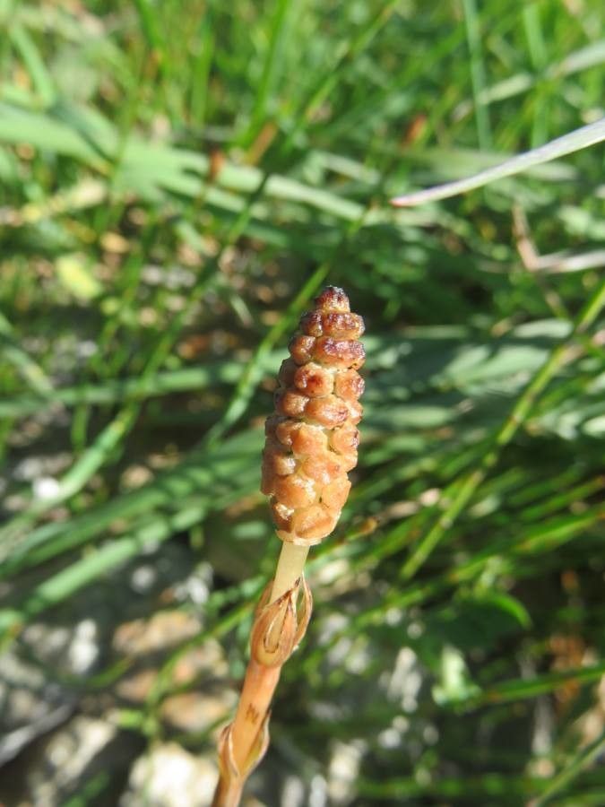 Equisetum bogotense