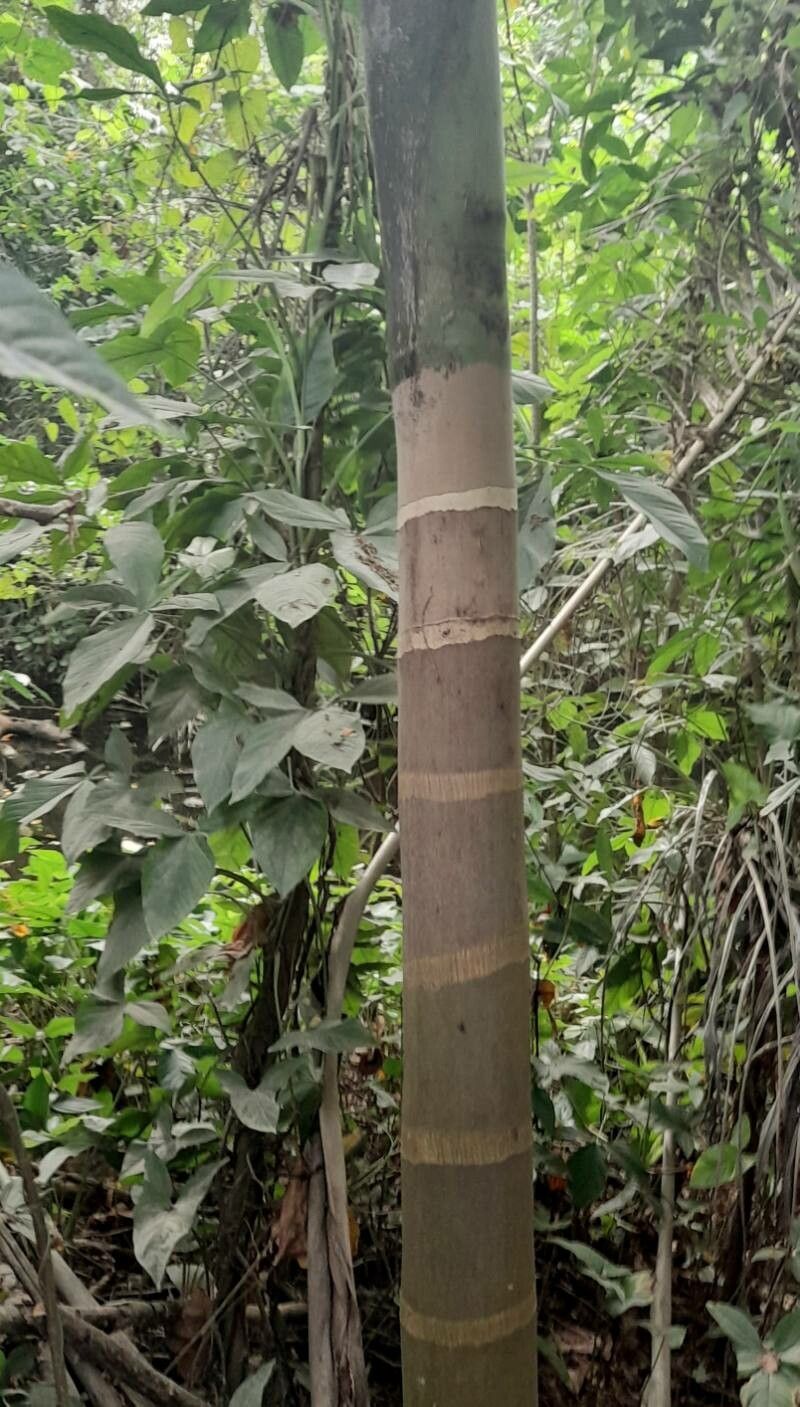 Roystonea borinquena bark