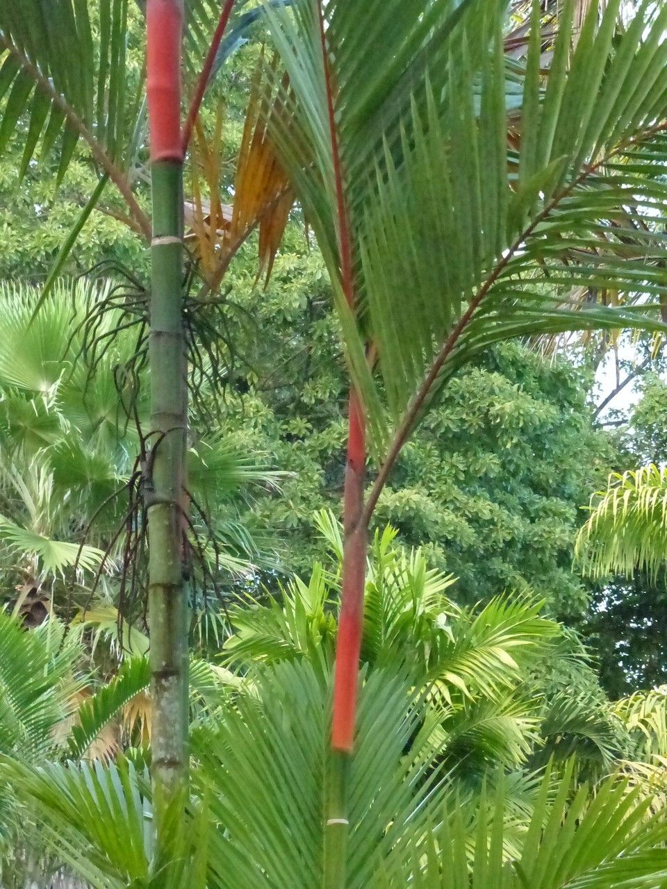 Cyrtostachys renda leaf