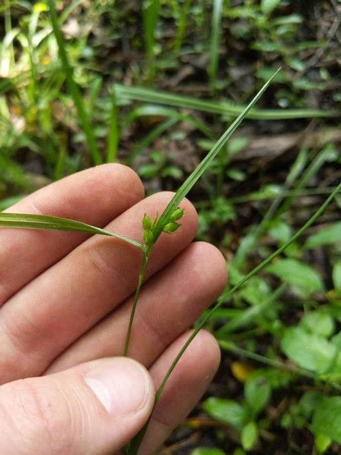 Carex grisea leaf