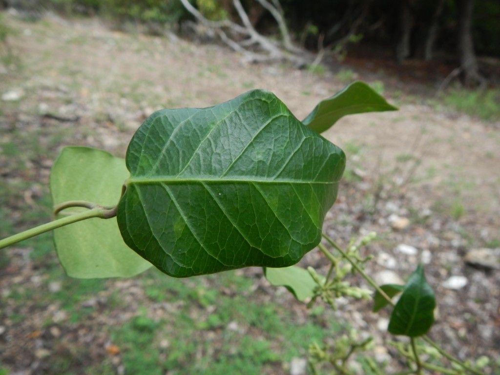 Parsonsia brachiata — related species from the same genus