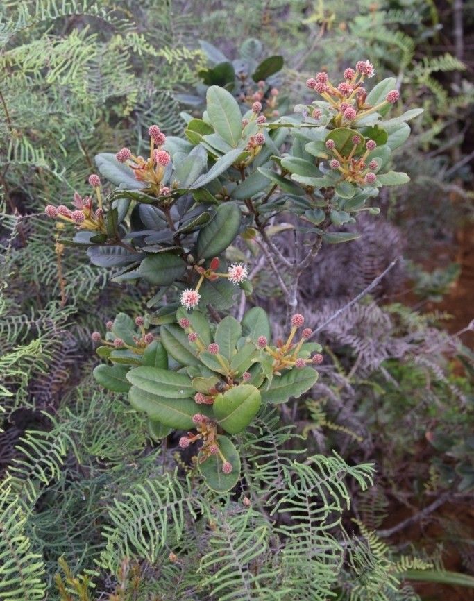 Pancheria × heterophylla habit