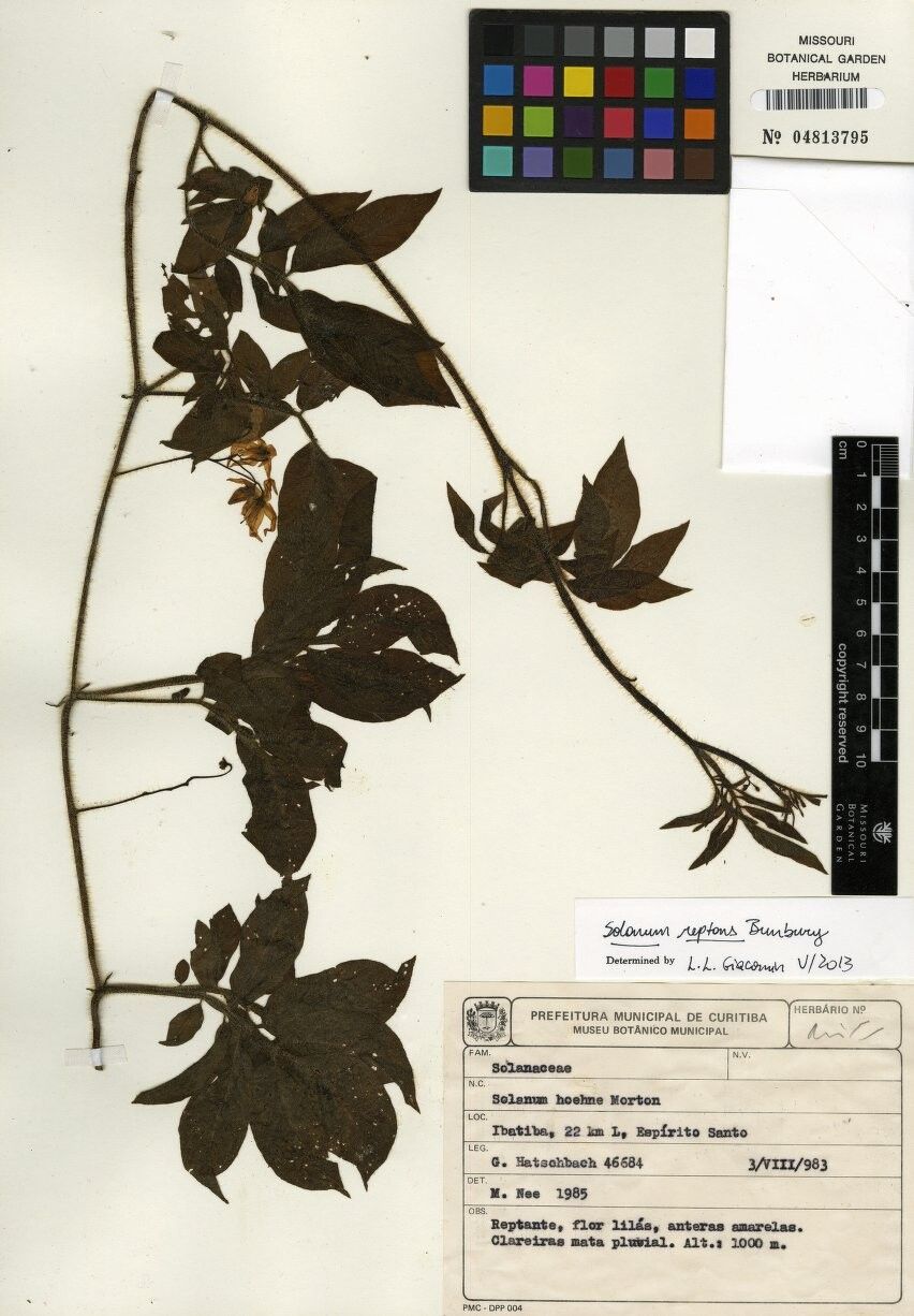 Solanum reptans — houseplant care guide