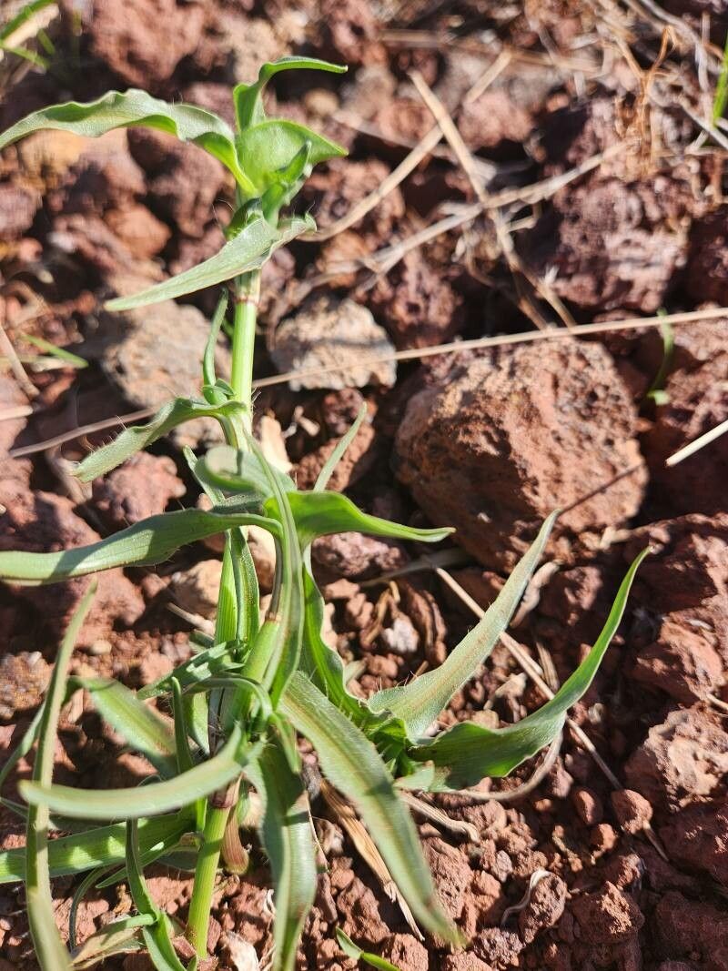 Commelina reptans leaf