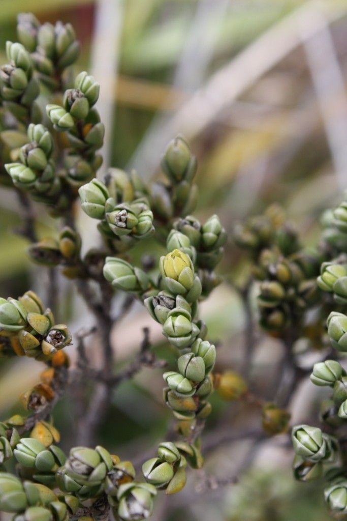 Geniostoma imbricatum fruit