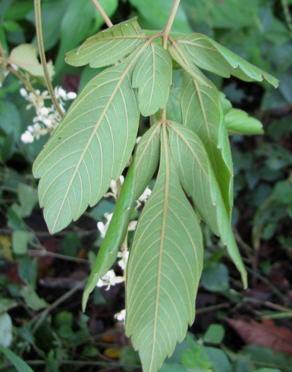 Serjania rhombea — houseplant care guide