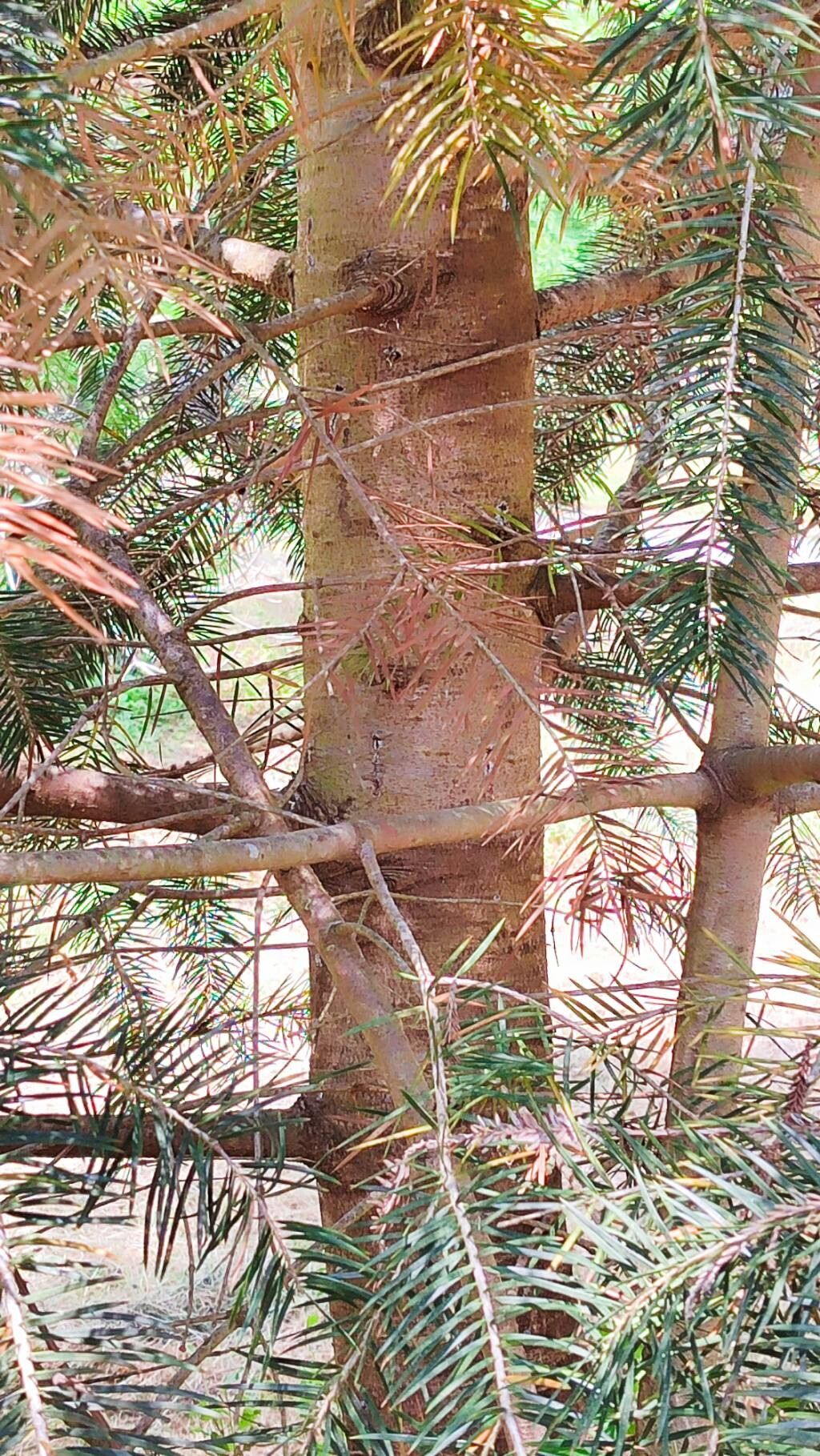 Abies bracteata bark