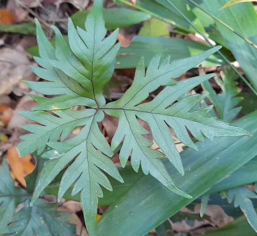 Hemionitis querquobadii leaf