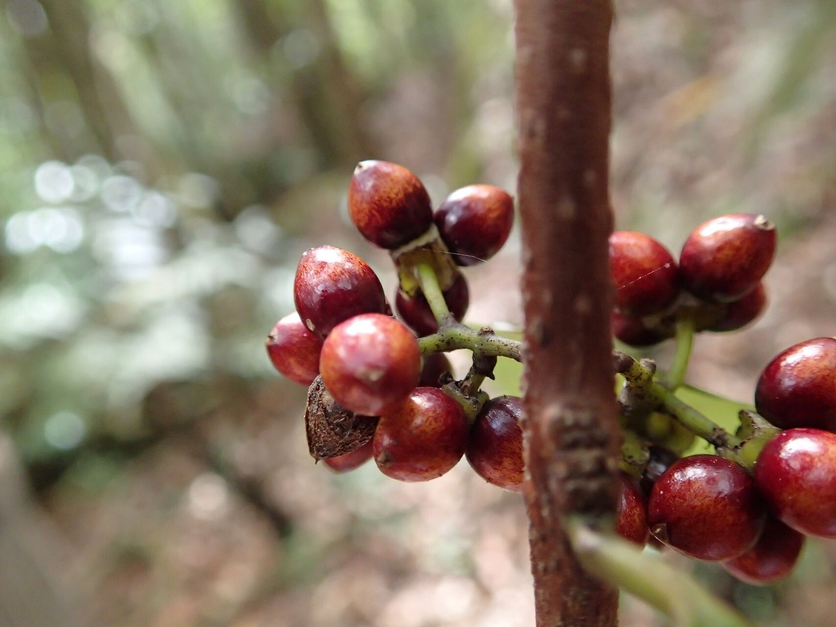 Hedycarya cupulata fruit