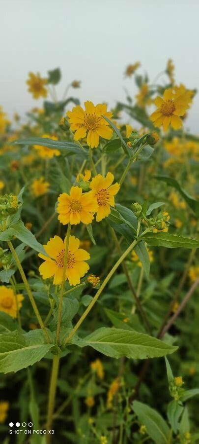 Guizotia abyssinica flower