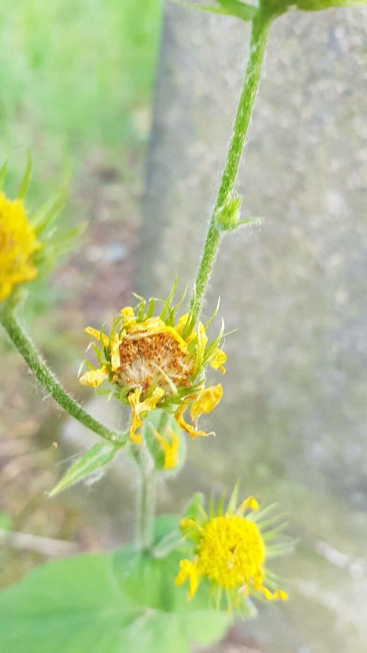 Doronicum pardalianches fruit