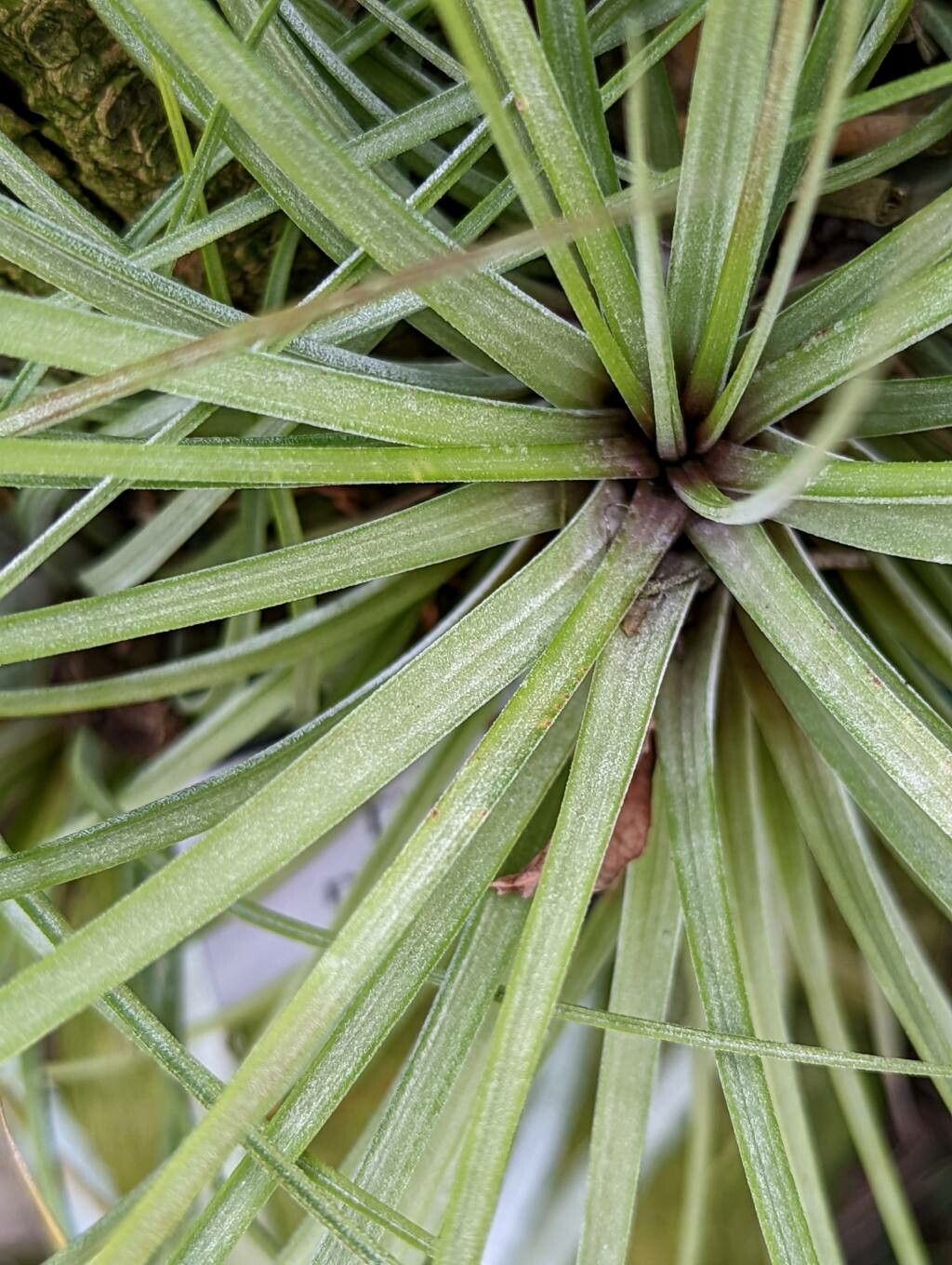 Tillandsia nizandaensis leaf