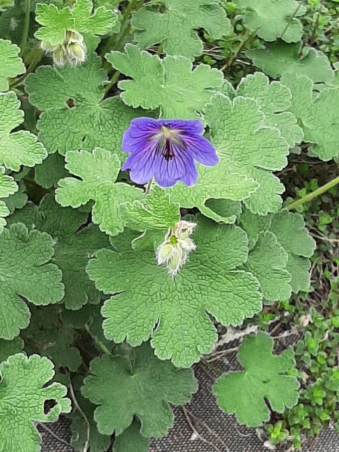Geranium platypetalum — search result for 'Turkey'