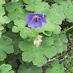Geranium platypetalum