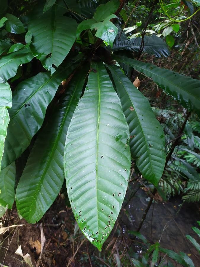 Barringtonia macrocarpa — houseplant care guide