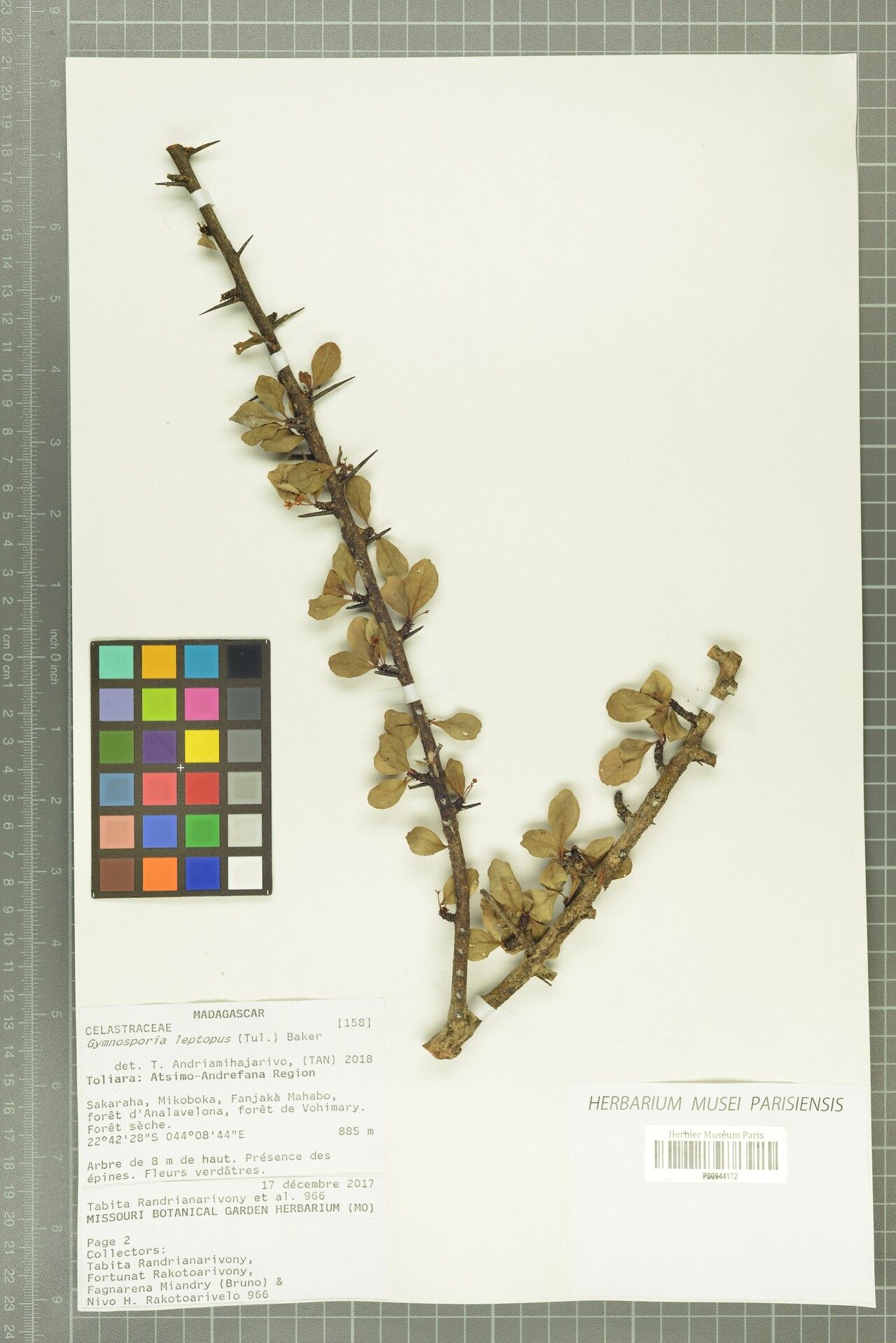 Gymnosporia leptopus — houseplant care guide