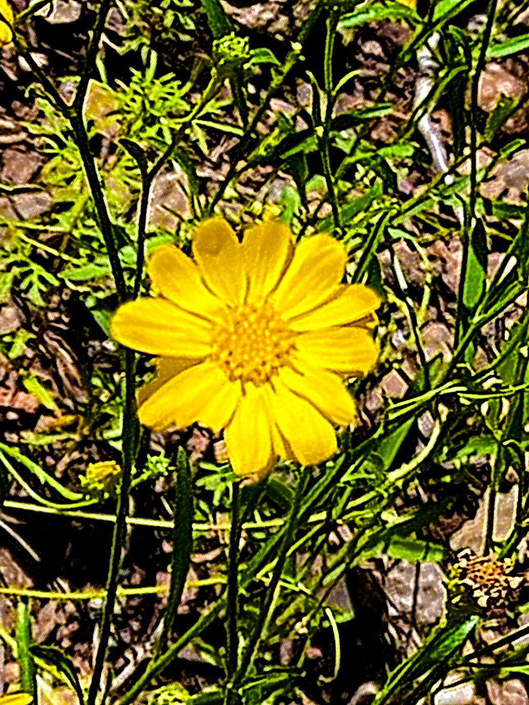 Gutierrezia wrightii — search result for 'Gutierrezia'