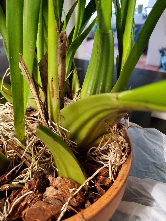 Trigonidium egertonianum leaf