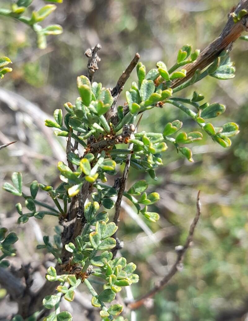 Adesmia guttulifera — houseplant care guide