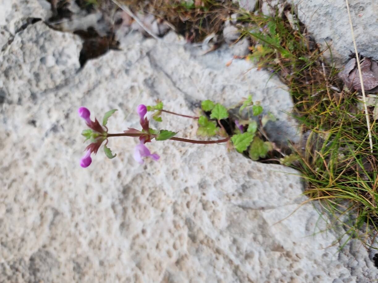 Lamium persepolitanum habit