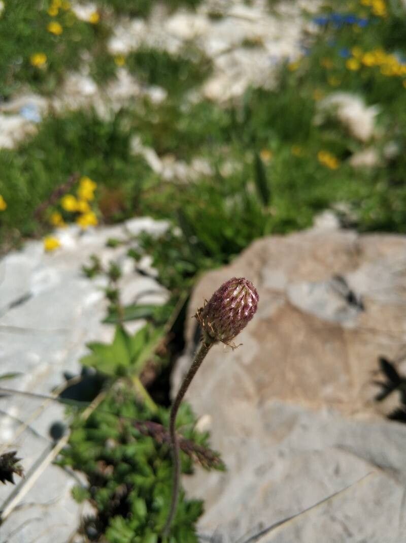Anemonoides baldensis fruit